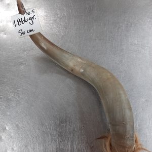 Oxhorn nr.5